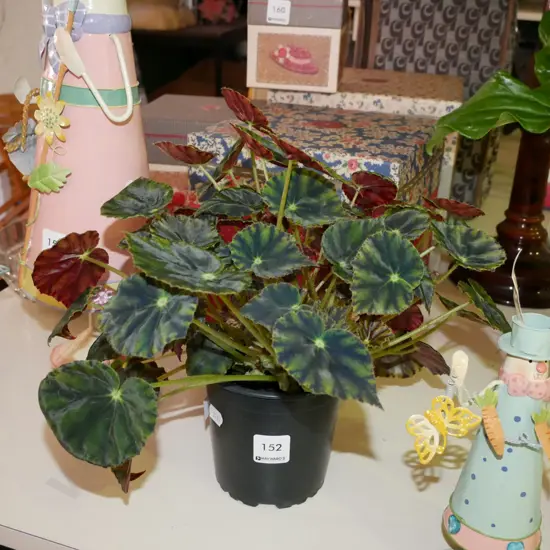 potted begonia   