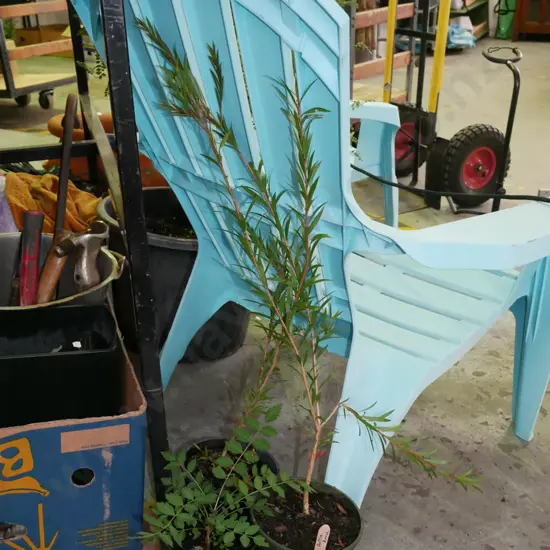 2x bottle brushes, 1x unknown plant