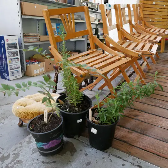 2x potted lavender, potted rowan berry