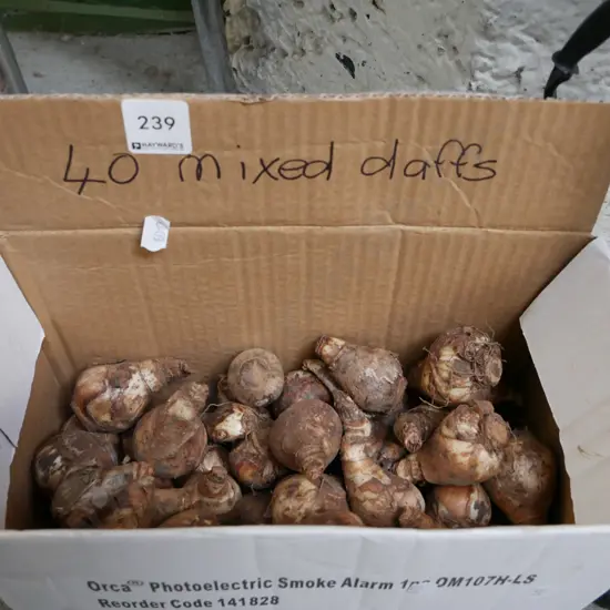 box of 40 mixed daffodils