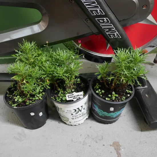 3x potted pink federation daisies