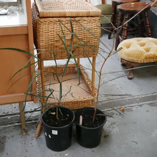 2x potted lancewoods