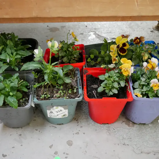 8x potted pansies