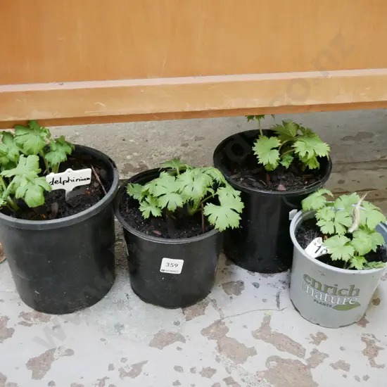 4x potted delphiniums