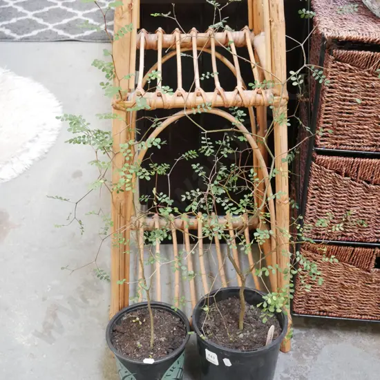2x potted kowhai