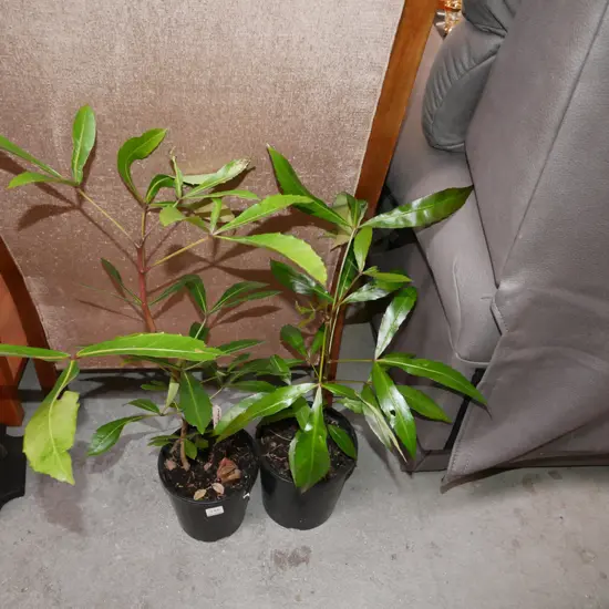 2x potted pseudopanax