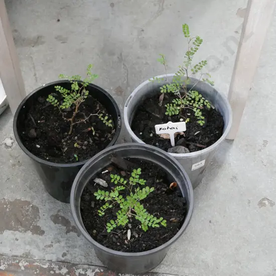 3x potted kowhai