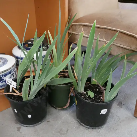 3x potted purple irises