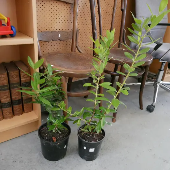 2x potted pohutukawa