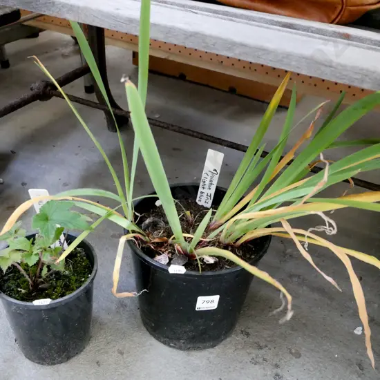 potted light blue iris, Japanese white anemone