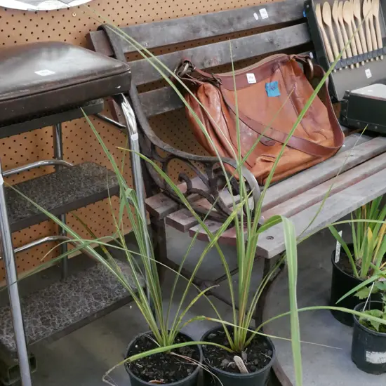 2x potted cabbage tree