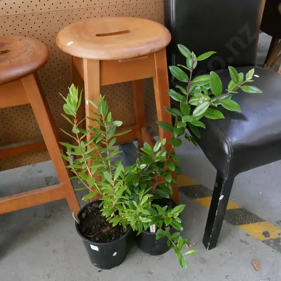 2x potted pohutukawa