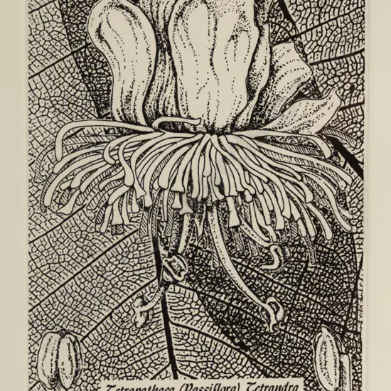 Jo Ogier 1995 - framed ltd edition print 23/30 "Passiflora" H-140 W-105