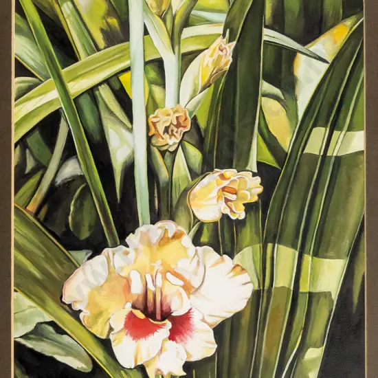 Jan Ingram - framed watercolour "Dwarf Gladiolus" H-270 W-190