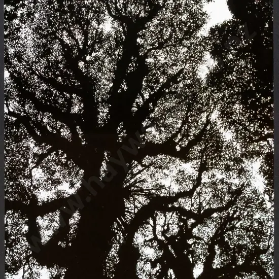 Angus - framed photograph "Canopy Silhouette" H-360 W-230