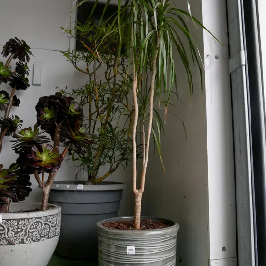 dracena marginata in grey glazed pot Plant H-1100