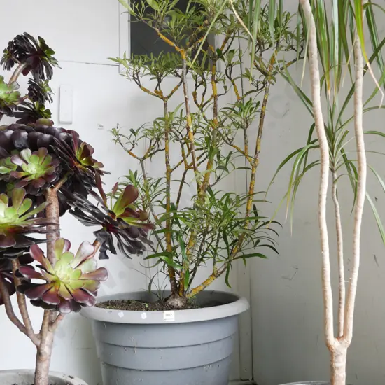 hebe in large plastic planter Plant H-800