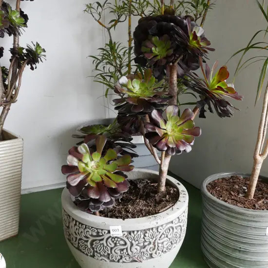 succulent in grey glazed planter Plant H-460