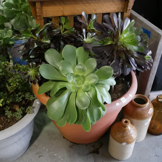 succulent in large plastic planter Plant H-440