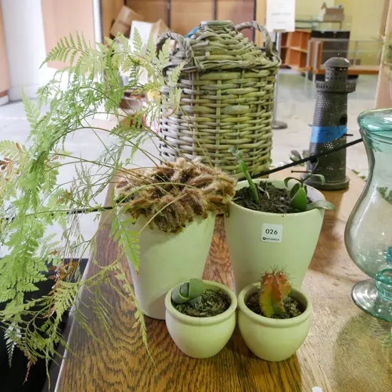 potted fern, succulents and cacti