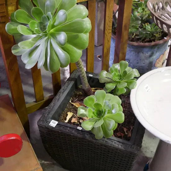 succulent in woven plastic planter Plant H-480