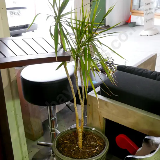 dracena marginata in grey glazed pot Plant H-800