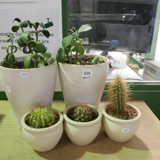potted succulents and cacti
