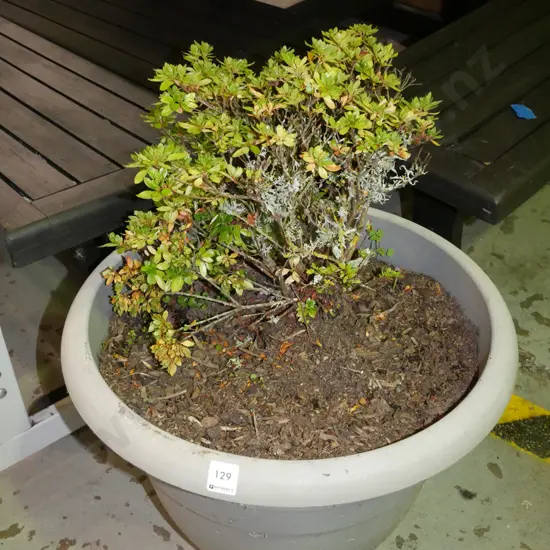 potted azalea? in plastic planter
