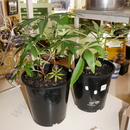 2x potted hellebores