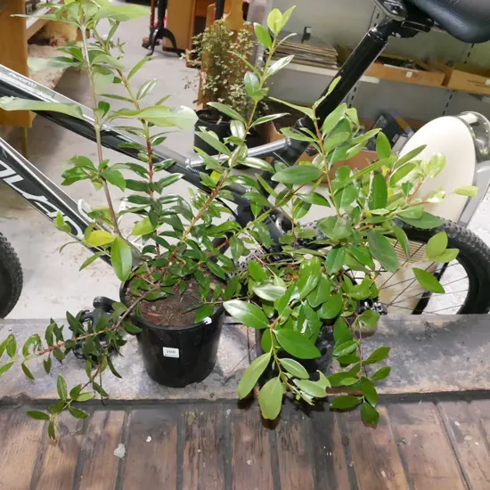 2x potted pohutukawa
