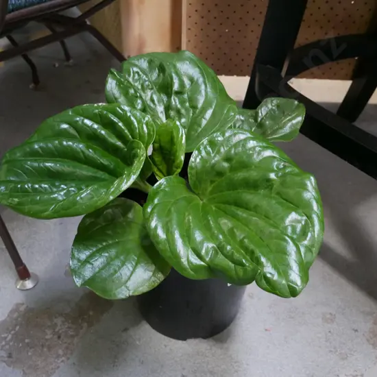 potted Chatham Island Forget Me Not