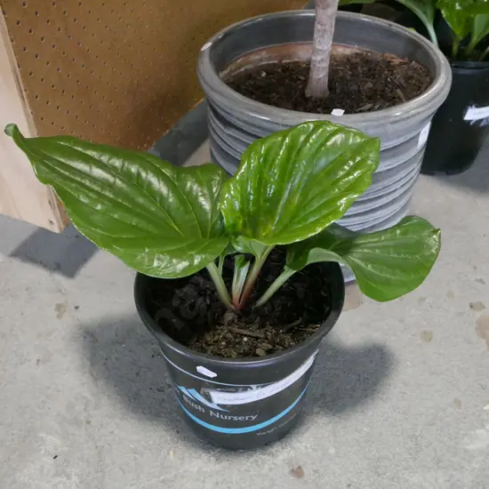 potted Chatham Island Forget Me Not