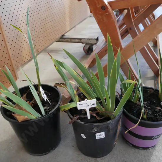 3x potted mini purple irises