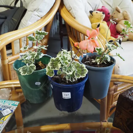 3x potted geraniums