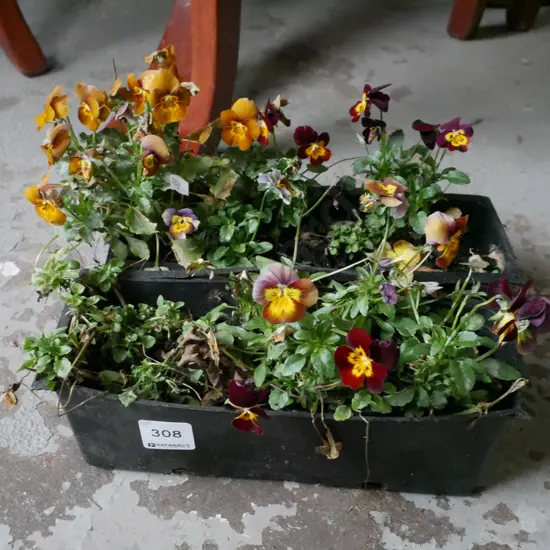 2x potted pansies
