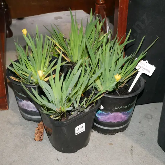 4x yellow eyed grasses