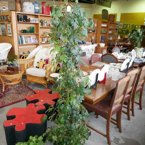 tall potted indoor plant H-1800