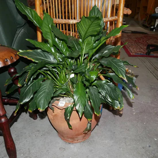 peace lily in terracotta planter