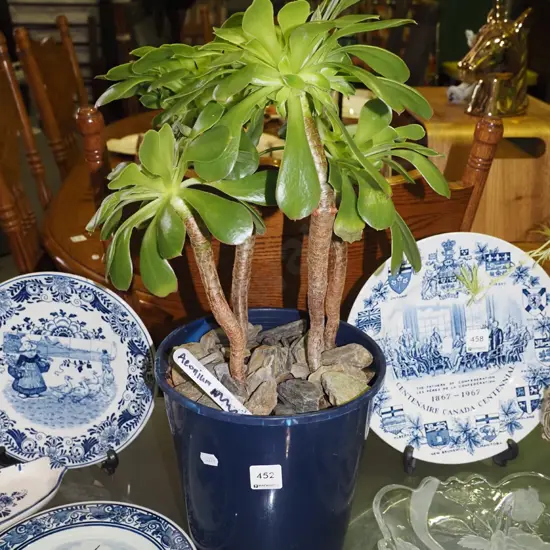 potted aeonium succulent