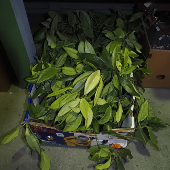very large hoya carnosa in box