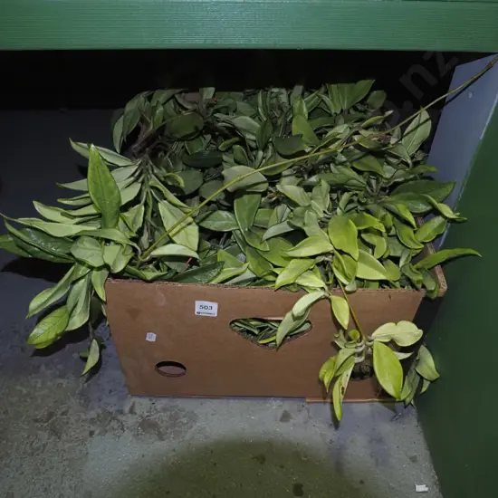 very large hoya carnosa in box