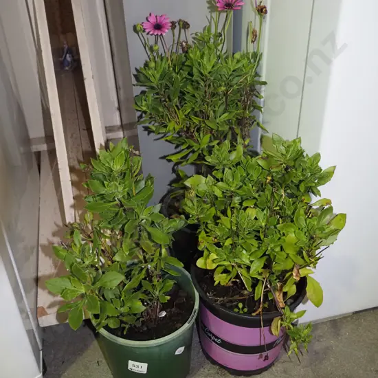 3x potted osteospermum