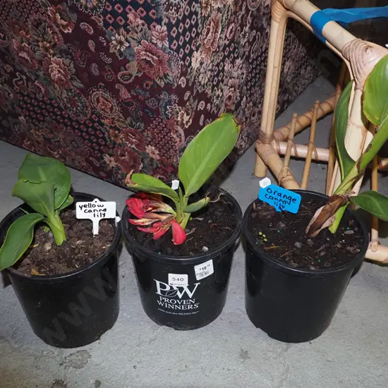 3x potted canna lillies