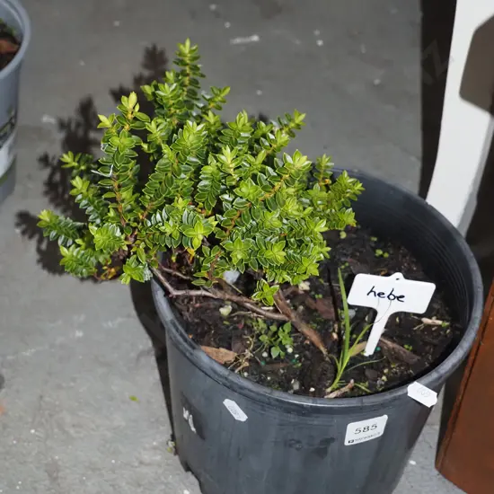 small potted hebe