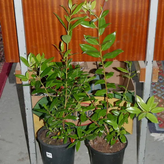 2x potted pohutukawa
