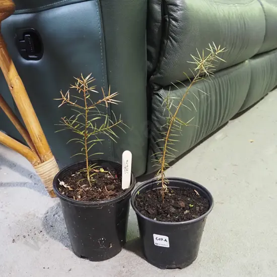 2x potted totara