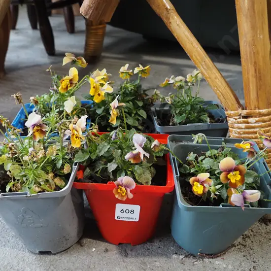 6x potted pansies