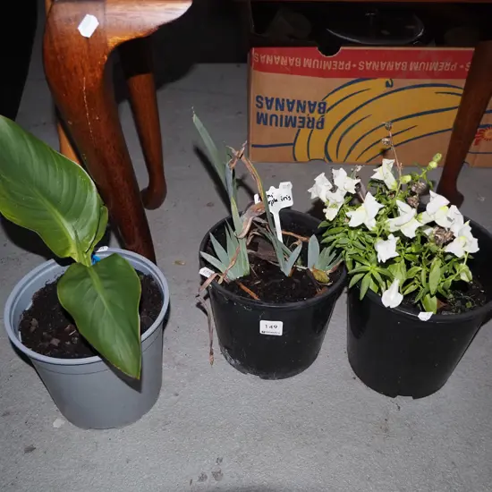 potted canna lily, irises and anthirinum