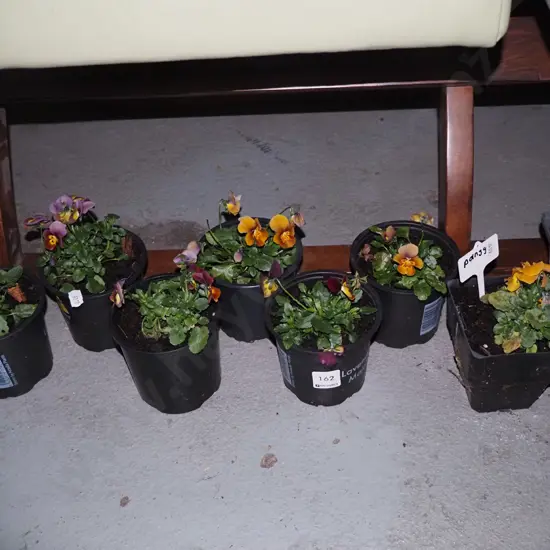 8 potted pansies