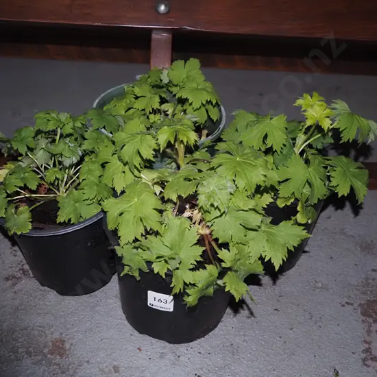4 potted delphiniums